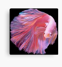 Pink Betta Fighting Fish Canvas Print
