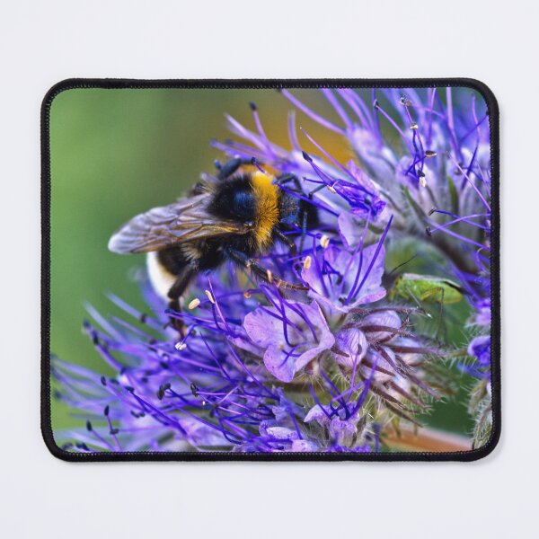 Artikelvorschau, Biene bestäubt Phacelia Tanacetifolia – Spitzenphacelia – Englische Gärten entworfen und verkauft von LucaRocchini.