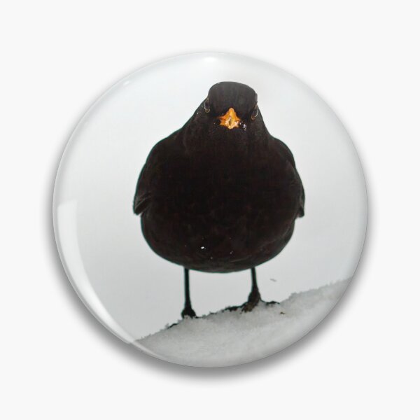 Item preview, The Spot of orange. Eurasian blackbird designed and sold by Jouko Lehto Photography.