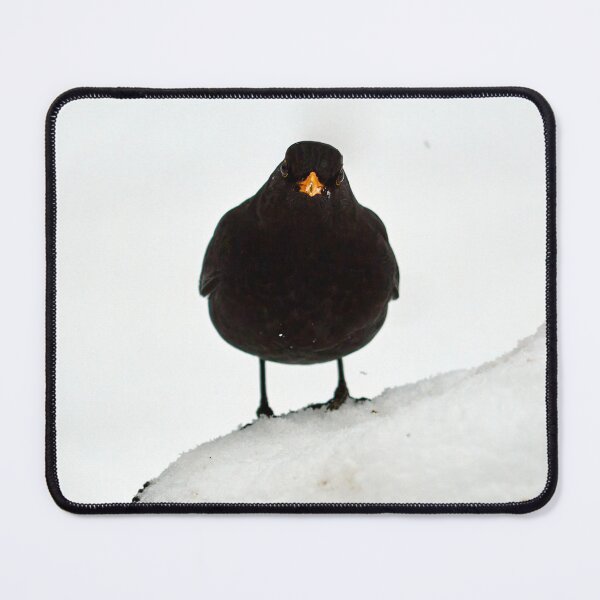 Item preview, The Spot of orange. Eurasian blackbird designed and sold by Jouko Lehto Photography.