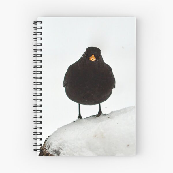 Item preview, The Spot of orange. Eurasian blackbird designed and sold by Jouko Lehto Photography.