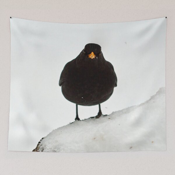 Item preview, The Spot of orange. Eurasian blackbird designed and sold by Jouko Lehto Photography.