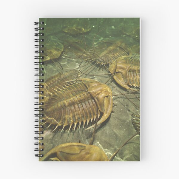 Item preview, Trilobites designed and sold by Christopher Bretz.