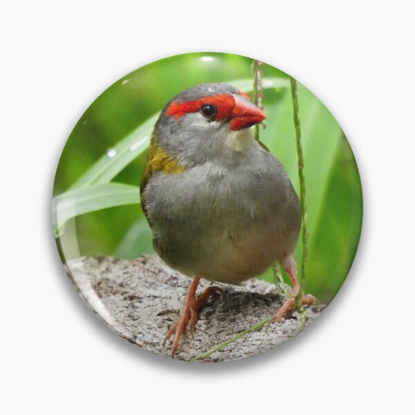 Item preview, Red Browed Finch  designed and sold by Mark Grimsley.