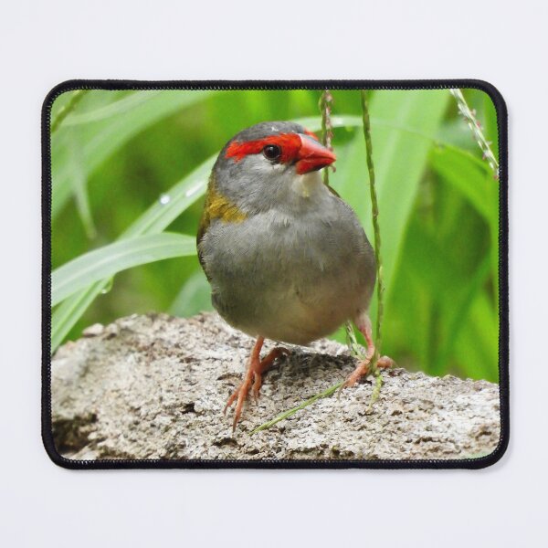 Item preview, Red Browed Finch designed and sold by Mark Grimsley.