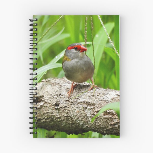 Item preview, Red Browed Finch  designed and sold by Mark Grimsley.