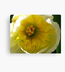 Ahhh Spring..... Canvas Print