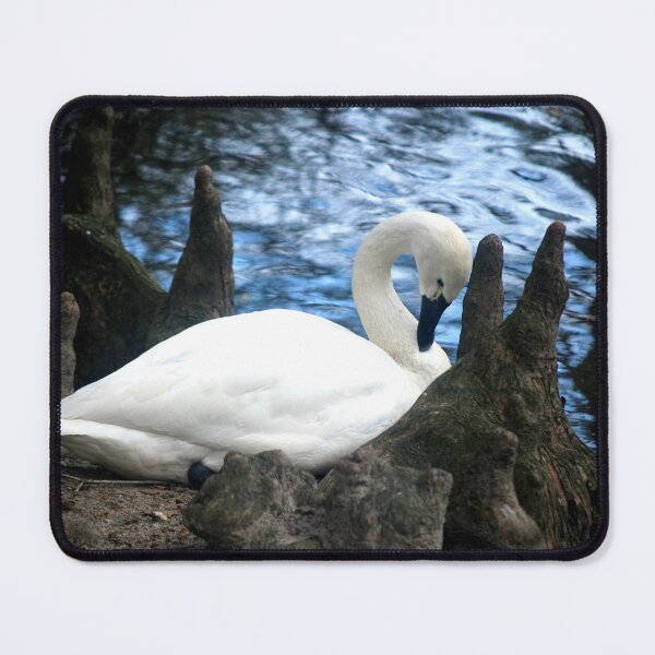 Item preview, Swan At Swan Lake In Sumter, SC  designed and sold by cope64.