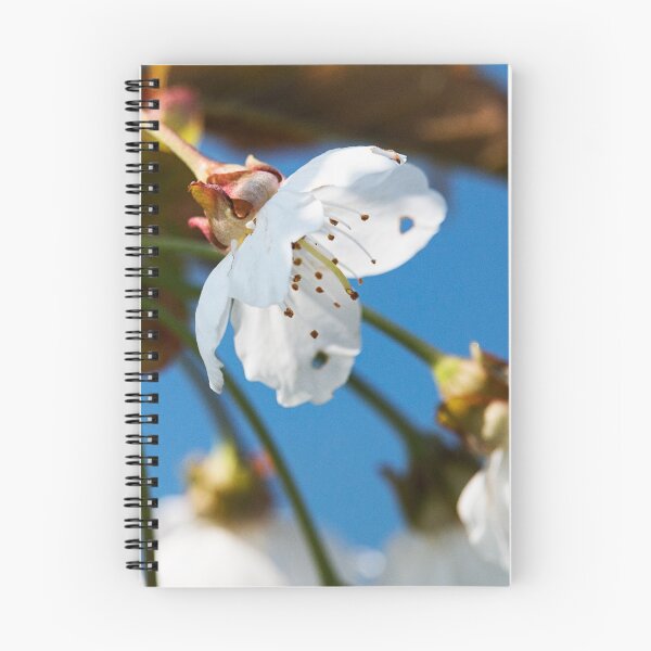 Aperçu de l'œuvre Fleurs de printemps 1 créée et vendue par ColourCottage.