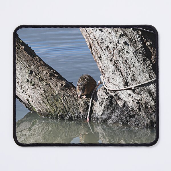 Item preview, Rakali - Australian version of the Otter designed and sold by Linda Simpson.