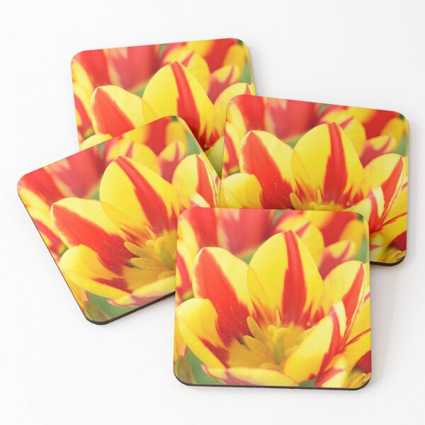 Item preview, Tulipa  'Colour Spectacle'   Single Late Multi-flowered tulip designed and sold by Chris Burrows.
