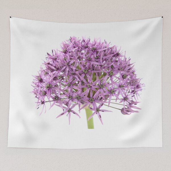 Item preview, Allium stipitatum  'Violet Beauty'  designed and sold by Chris Burrows.
