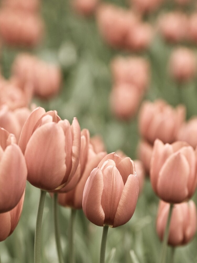 Tulip Field by gardenpictures