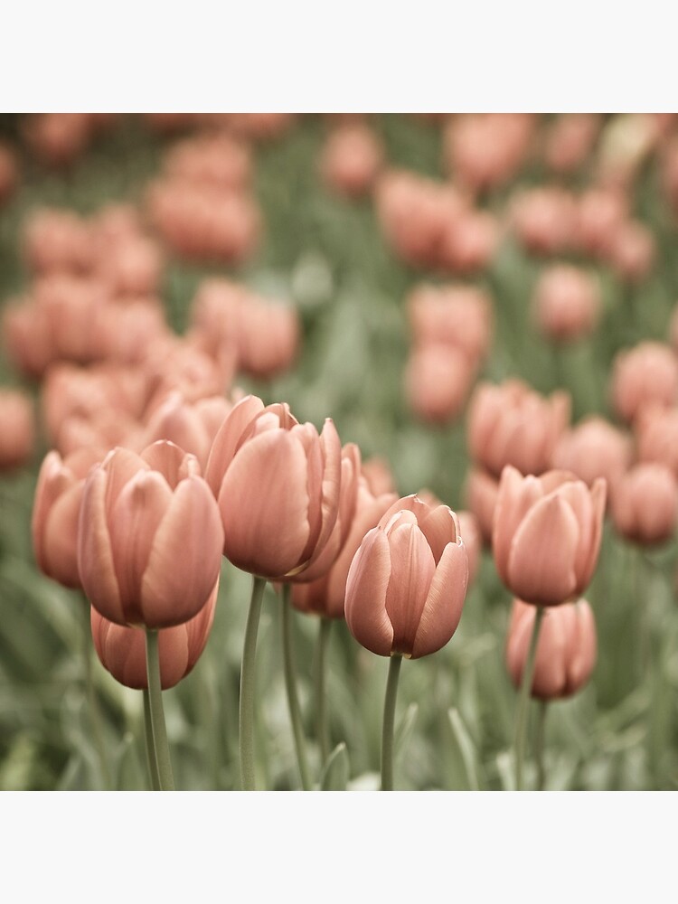Tulip Field by gardenpictures
