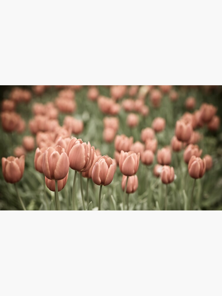 Tulip Field by gardenpictures