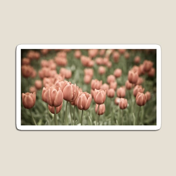 Tulip Field Magnet