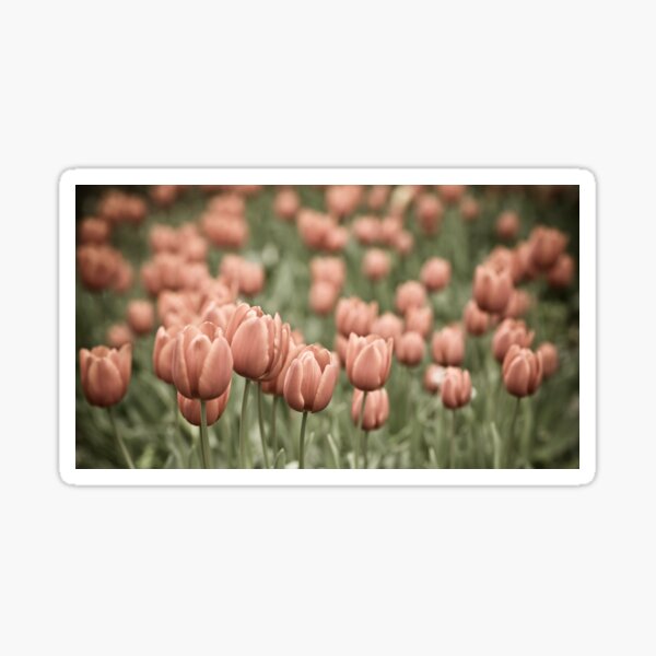 Tulip Field Sticker