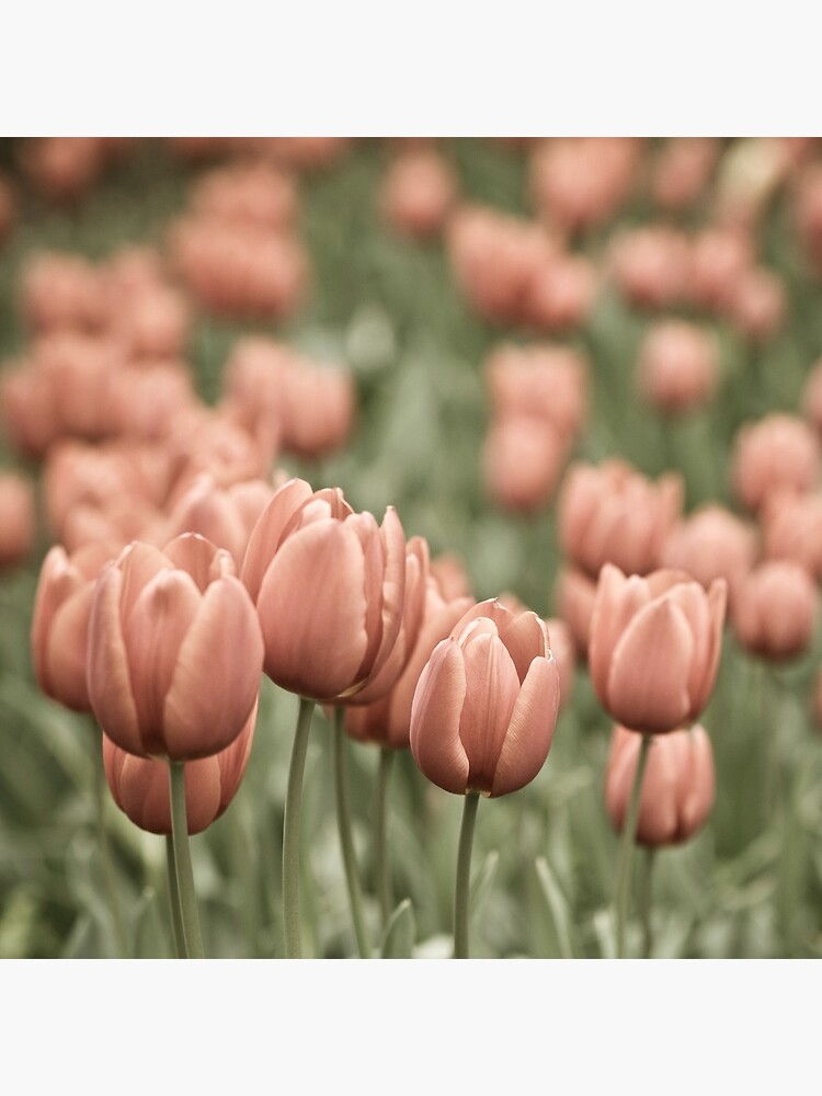 Tulip Field by gardenpictures