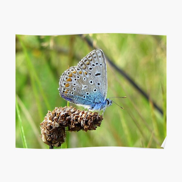 The Silver-studded Blue Poster
