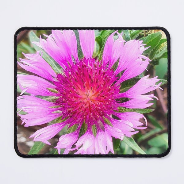 Item preview, Pink Knapweed Blossom designed and sold by Marco Sales.