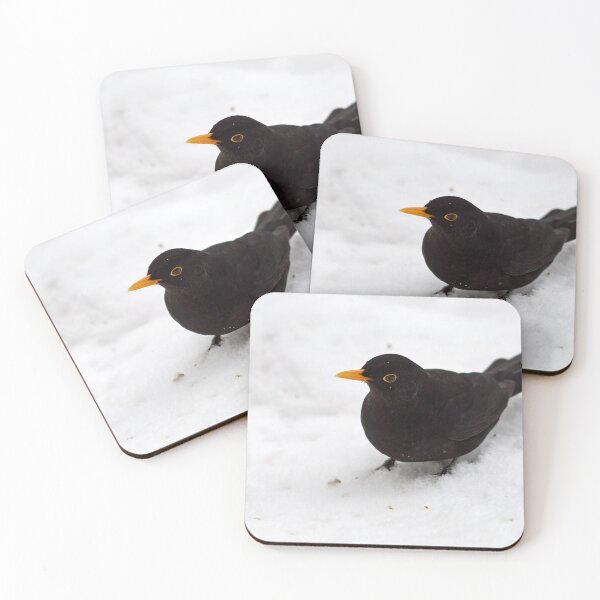 Item preview, Getting close. Eurasian blackbird designed and sold by Jouko Lehto Photography.
