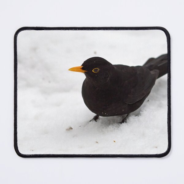 Item preview, Getting close. Eurasian blackbird designed and sold by Jouko Lehto Photography.