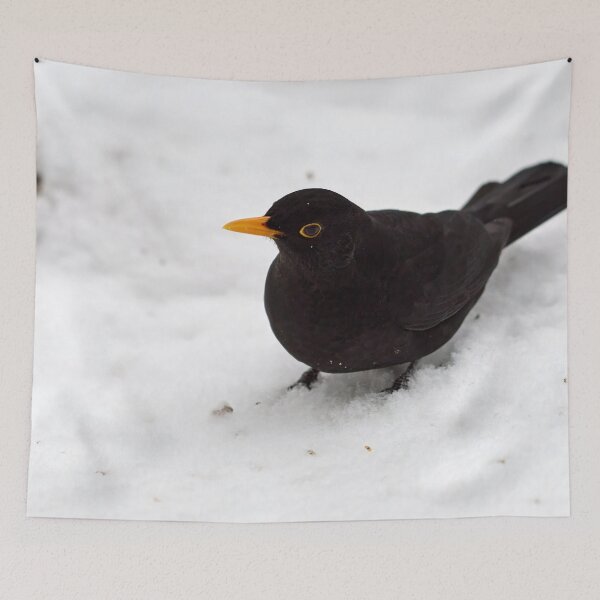 Item preview, Getting close. Eurasian blackbird designed and sold by Jouko Lehto Photography.