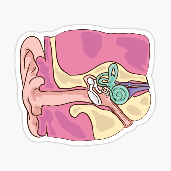 Human Ear Illustration Sticker