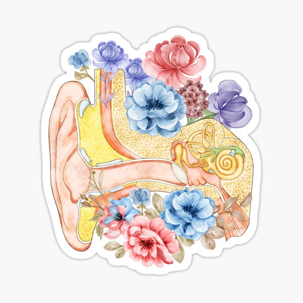 Human Ear Hand Drawn Vintage Sticker