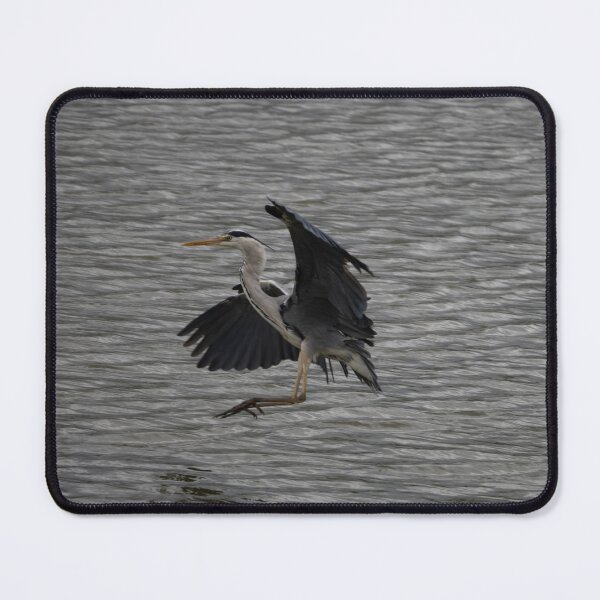 Item preview, Grey Heron landing designed and sold by Calidris Fotografie Steffi & Ben Köppler.