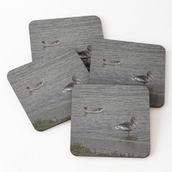 Item preview, Greylag Geese designed and sold by Calidris Fotografie Steffi & Ben Köppler.