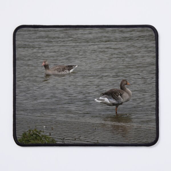 Item preview, Greylag Geese designed and sold by Calidris Fotografie Steffi & Ben Köppler.