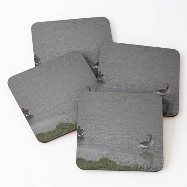 Item preview, Greylag Geese designed and sold by Calidris Fotografie Steffi & Ben Köppler.