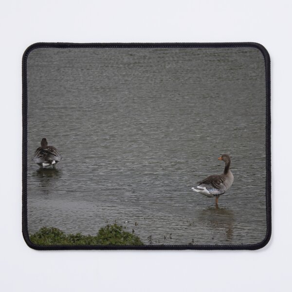 Item preview, Greylag Geese designed and sold by Calidris Fotografie Steffi & Ben Köppler.