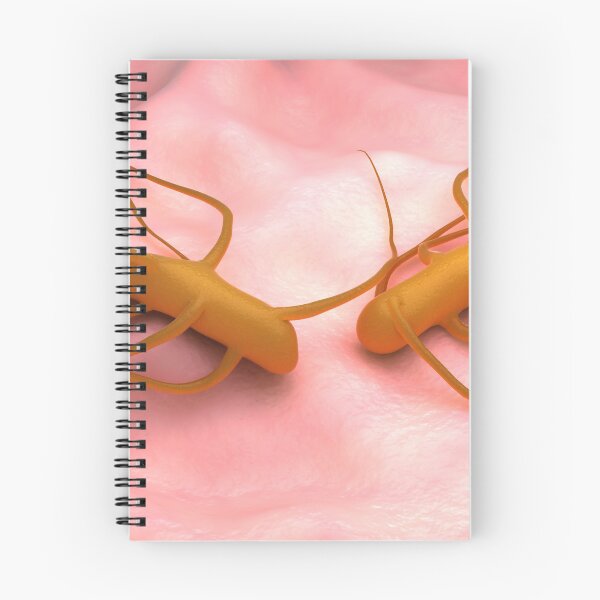 Item preview, STK701657H-Bacteria Salmonella Typhi, which causes typhoid fever. designed and sold by StocktrekImages.