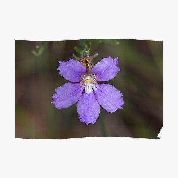 Snake Flower Poster