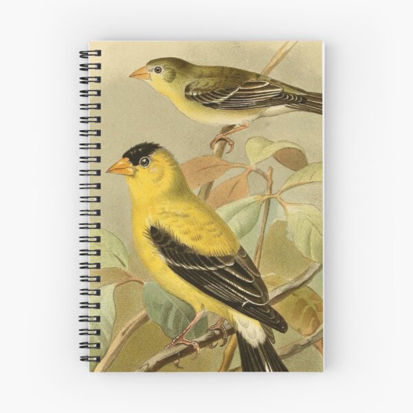 Item preview,  "European Goldfinch" - Cute Victoria Goldfinch  designed and sold by Obinne.