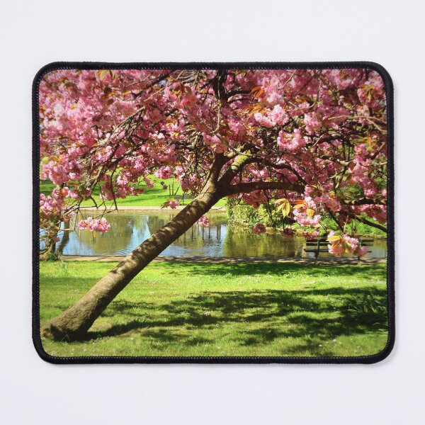 Item preview, Collett Park. Cherry Blossom, Somerset designed and sold by JonDelorme.