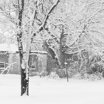 Artwork thumbnail, Backyard Snowscape by dlamb