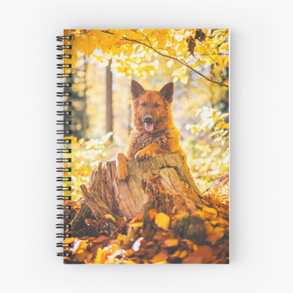 Item preview, Westerwald Kuhhund (Old German Shepherd Dog, Old German Sheepdog) designed and sold by WeightPulling.