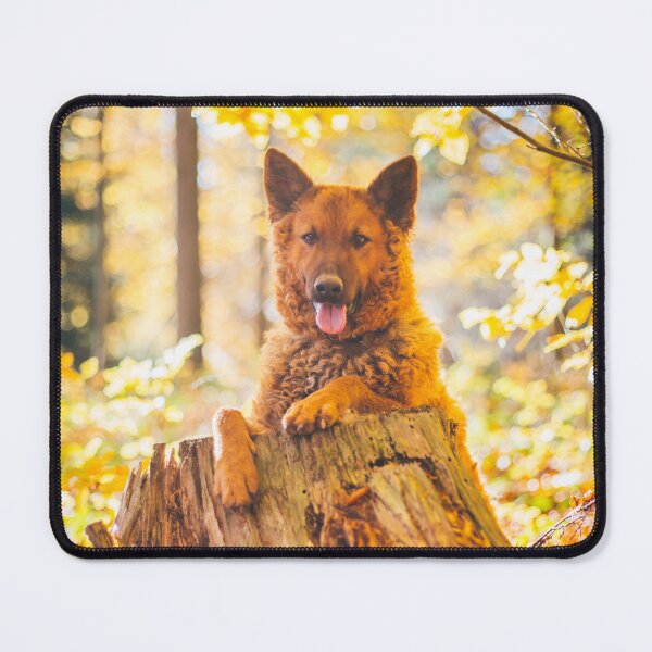 Item preview, Westerwald Kuhhund (Old German Shepherd Dog, Old German Sheepdog) designed and sold by WeightPulling.