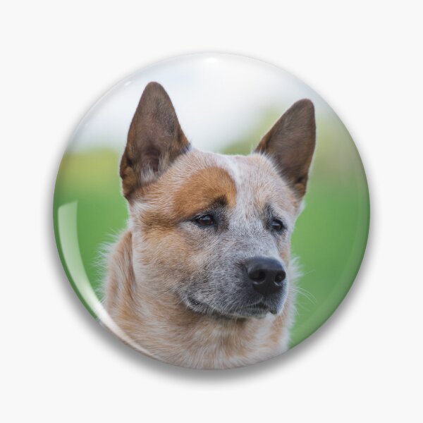 Item preview, Perro australiano del ganado designed and sold by WeightPulling.