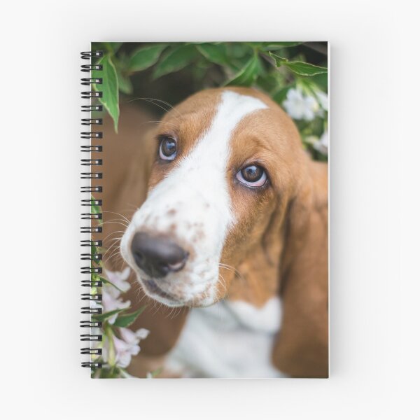 Artikelvorschau, Basset Hound Welpe (Basset Hound puppy) entworfen und verkauft von WeightPulling.