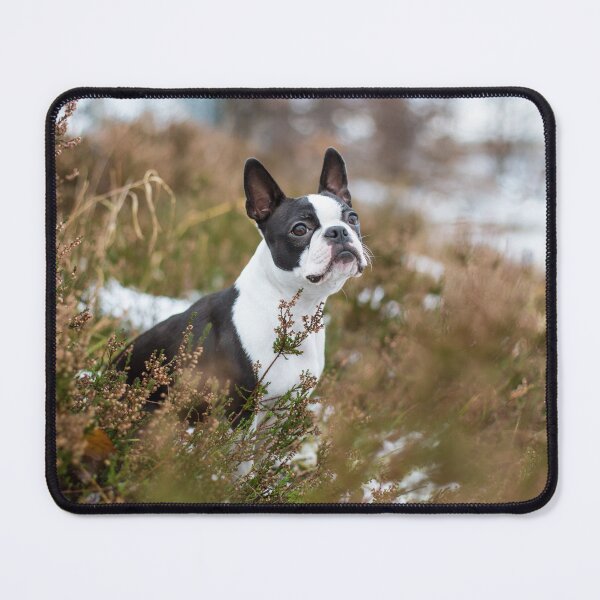 Item preview, Boston Terrier designed and sold by WeightPulling.