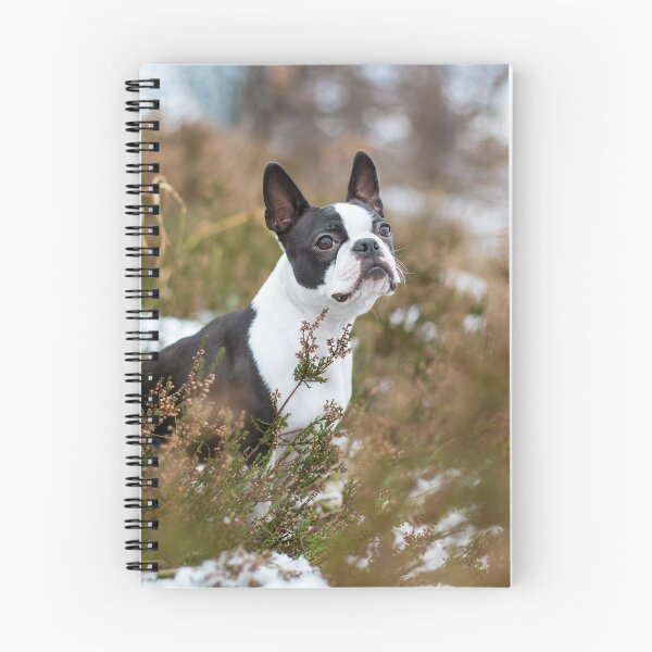 Item preview, Boston Terrier designed and sold by WeightPulling.