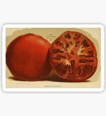 Vintage Illustration of a Sliced Tomato (1871) Sticker