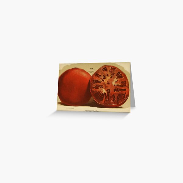 Item preview, Vintage Illustration of a Sliced Tomato (1871) designed and sold by BravuraMedia.
