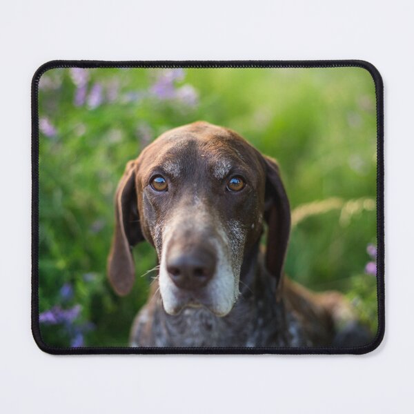 Artikelvorschau, Deutsch Kurzhaar (German Shorthaired Pointer) entworfen und verkauft von WeightPulling.