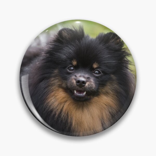 Item preview, Pomeranian (Dwarf Spitz) designed and sold by WeightPulling.