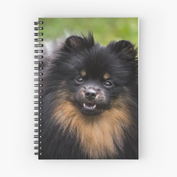 Item preview, Pomeranian (Dwarf Spitz) designed and sold by WeightPulling.